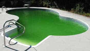 piscine pleine d'algues