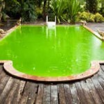 Une piscine verte