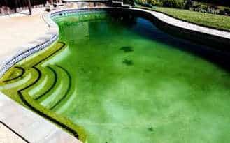 quand l'algue envahie votre piscine